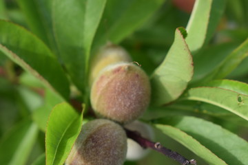 fruit