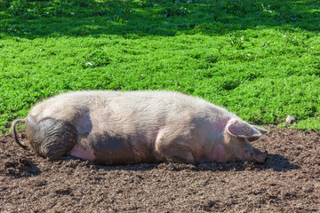 Sleeping pig in the mud