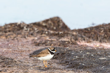 Little ringed plover