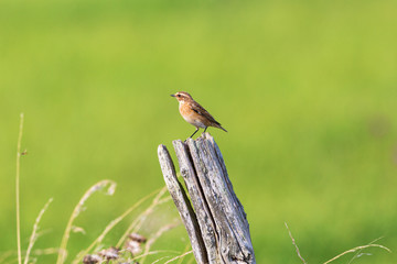 Stonechat bird
