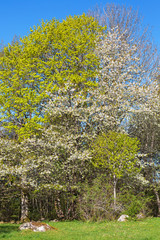 Fototapeta premium Blooming cherry trees