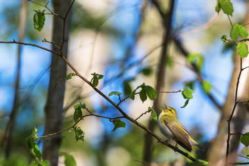 Fototapeta premium Wood Warbler sing