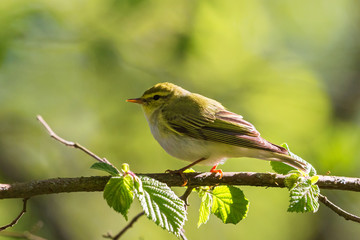 Green Warbler