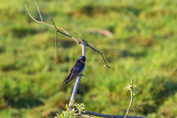 Barn swallow preening itself