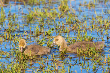 Greylag Goose goslings in a pond