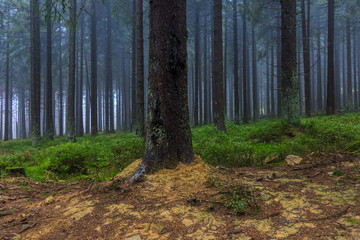 The old and autumn forest in Harz, Germany