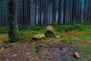 The old and autumn forest in Harz, Germany