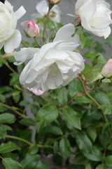 Roses blanches
