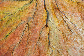 macro of abstract dried leaves background