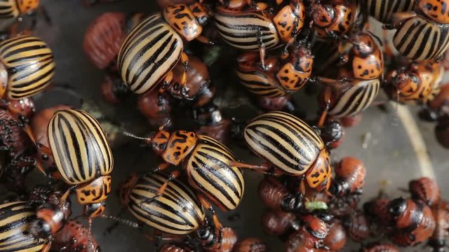  Colorado potato beetle larvae eat potatoes. assembled in a box
