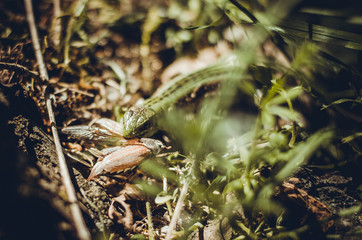 lizard eating a bug in the forest. Wildlife