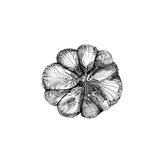 Illustration the single garlic on white background, black and white hand-drawn sketch.