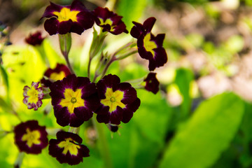 Primula flowers in the garden