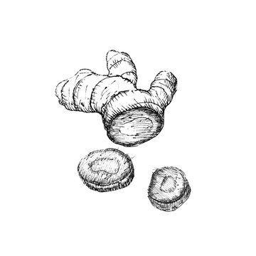 Illustration The Ginger With Slices On White Background, Black And White Hand-drawn Sketch.