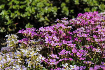 bee on the flower bed
