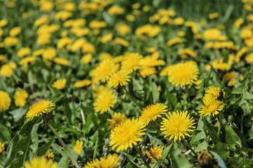 meadow of dandelions