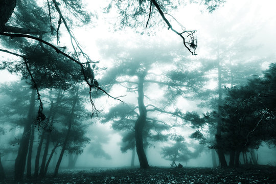 Fototapeta Fog in the forest
