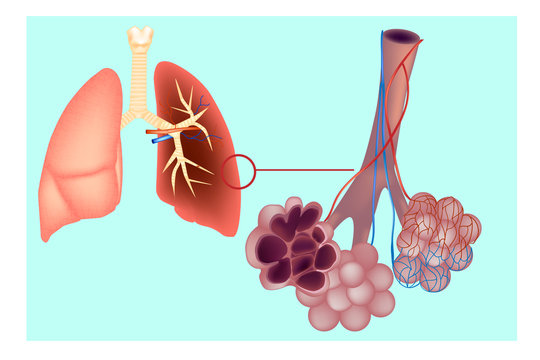 Diagram the pulmonary alveolus (air sacs) in the lung. The respiratory system lungs with detail of bronchioles and alveoli with capillary network. Alveoli structure Anatomy