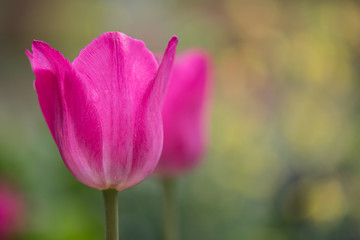 Pink Tulip with Copy Space to Right