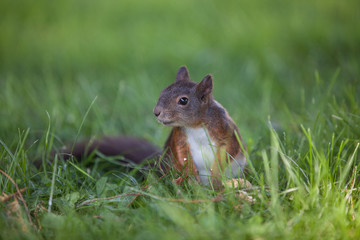 Naklejka na ściany i meble little young squirrel (Sciurus vulgaris) sitting in the grass