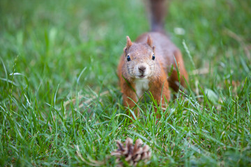 little young squirrel (Sciurus vulgaris) running to the cone
