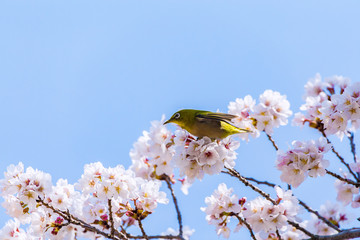 The Japanese White-eye and cherry blossoms. Located in Tokyo Prefecture Japan.
