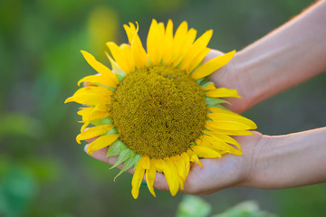 Fototapeta premium Sunflower in woman hands shining like sun