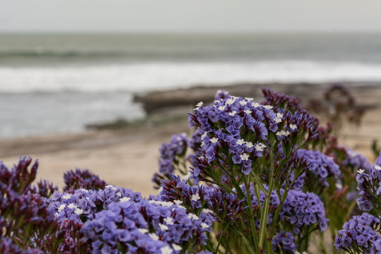 Fototapeta Purple Flowers Bloom As Waves Crash in the Distance