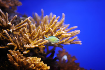 Naklejka na ściany i meble Fish and corals of the Red Sea