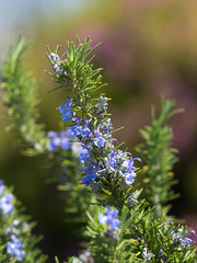 ローズマリーの花