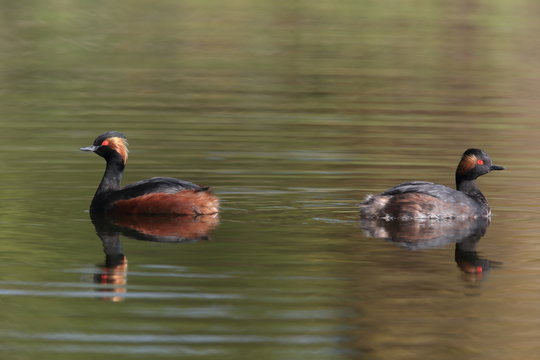 Black-Necked Grebe (Podiceps nigricollis) Baden W&uuml;rttemberg Germany