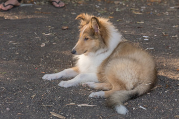 Rough Collie