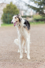 Russian borzoi dog
