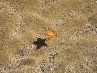 Maple leaf in sea 