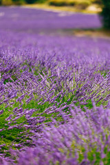 Obraz premium Blurred background of Blooming Purple Lavender Flowers Field in 