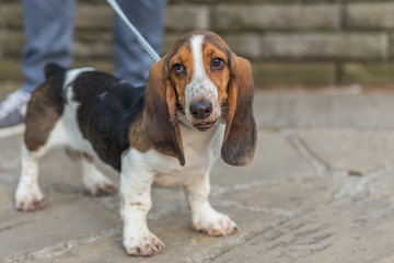 Basset Hound