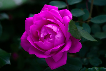 Pink Garden Rose