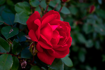 Garden Rose