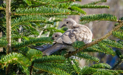 Pair of yuong turtledoves sitting on a tree.