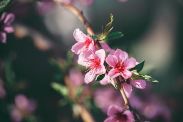 Fototapeta premium Beautiful blooming peach trees in spring on a Sunny day. Soft focus, natural blur