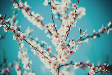 Beautiful blooming peach trees in spring on a Sunny day. Soft focus, natural blur