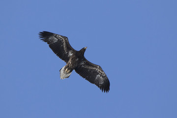 young Steller's sea eagle hovering over the ocean on a sunny winter day