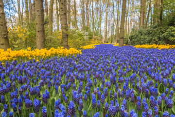 Blue flowers in Holland