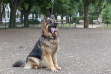 German Shepherd