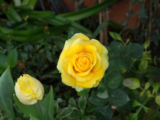 rare yellow roses with droplets
