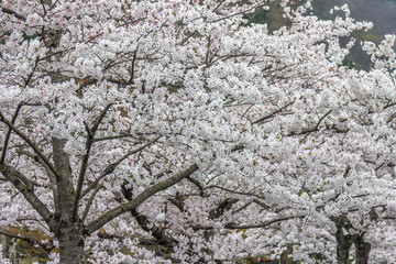 White cherry blossoms trees