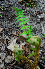 Young fern in a forest