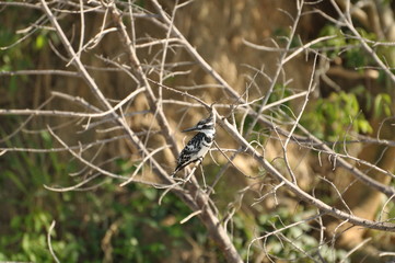 Safari Animals and Wildlife