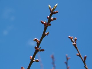 青空と梅の蕾