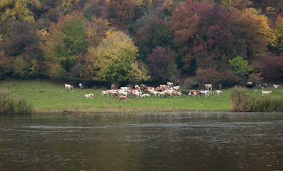 Mountain river plain cow meadow colorful spring landscape blue sky